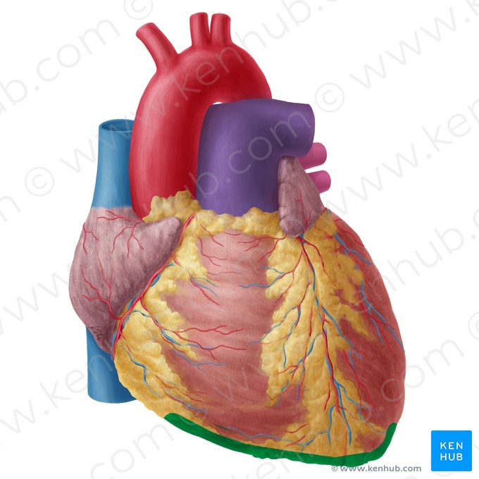 Inferior border of heart (Margo inferior cordis); Image: Yousun Koh