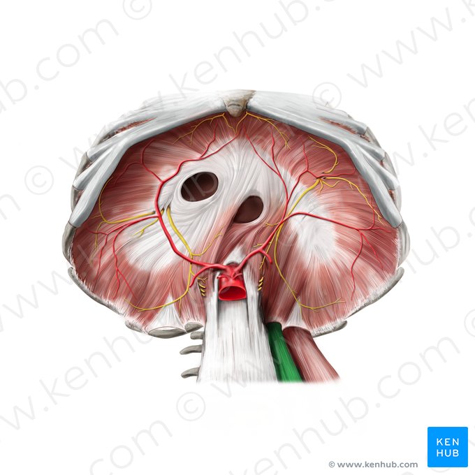Psoas major muscle (Musculus psoas major); Image: Stephan Winkler