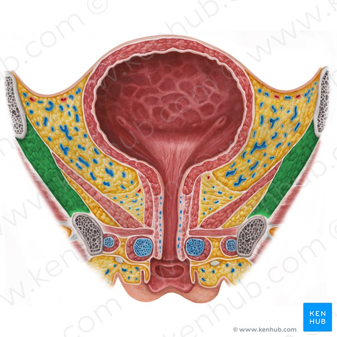 Obturator internus muscle (Musculus obturatorius internus); Image: Irina Münstermann