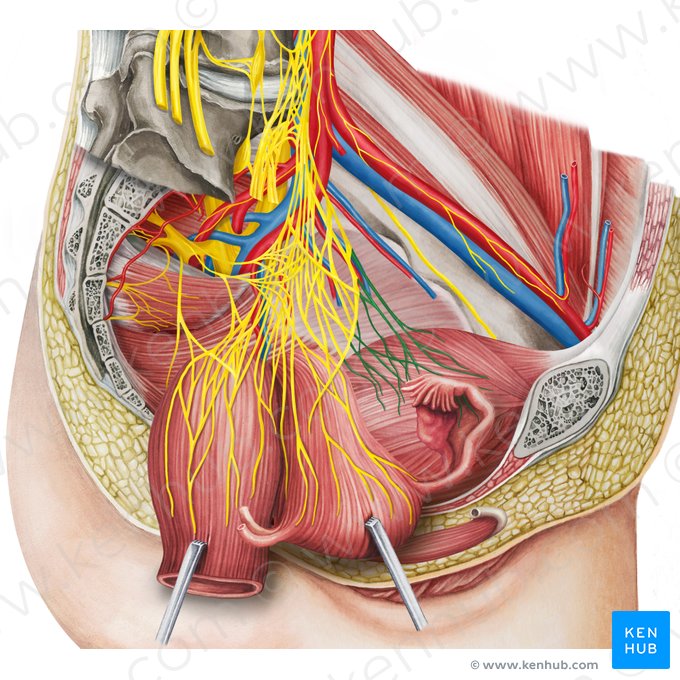 Plexo vesical (Plexus vesicalis); Imagen: Irina Münstermann