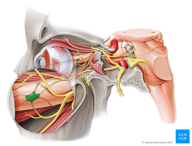 Ciliary ganglion - lateral-left view