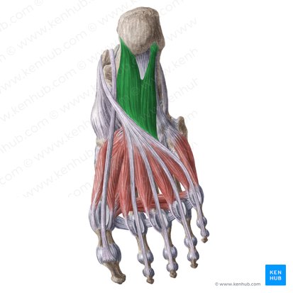 Musculus quadratus plantae (Viereckiger Fußsohlenmuskel); Bild: Liene Znotina