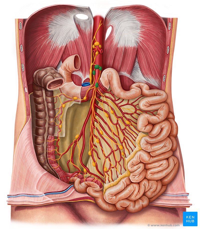 Superior mesenteric lymph nodes