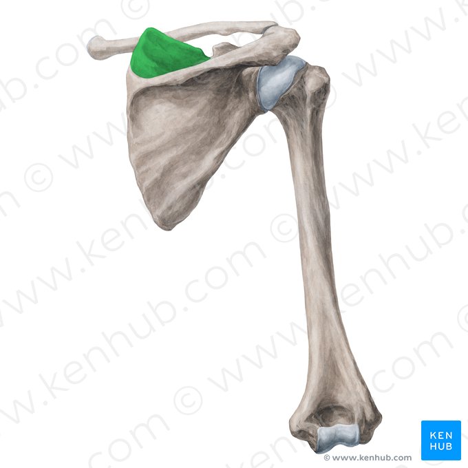 Fosse supra-épineuse de la scapula (Fossa supraspinata scapulae); Image : Yousun Koh