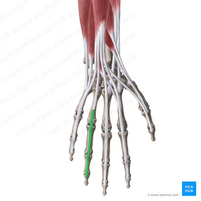Expansão extensora do 4.º dedo da mão (Aponeurosis extensoria digiti 4 manus); Imagem: Yousun Koh