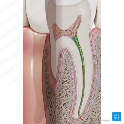 Root canal (Canalis radicis dentis); Image: Paul Kim