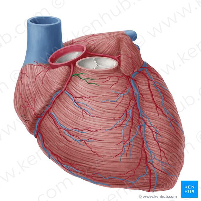 Rama del cono arterioso de la arteria coronaria derecha (Ramus coni arteriosi arteriae coronariae dextrae); Imagen: Yousun Koh