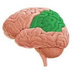 Parietal lobe