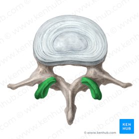 Processo articular superior da vértebra (Processus articularis superior vertebrae); Imagem: Liene Znotina