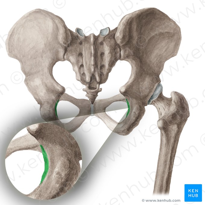 Lesser sciatic notch of hip bone (Incisura ischiadica minor ossis coxae); Image: Liene Znotina