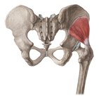 Musculus gluteus minimus