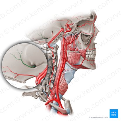 Arteria meningea posterior (Hintere Hirnhautarterie); Bild: Paul Kim