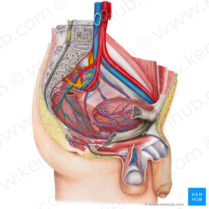 Arteria rectal superior (Arteria anorectalis superior); Imagen: Irina Münstermann