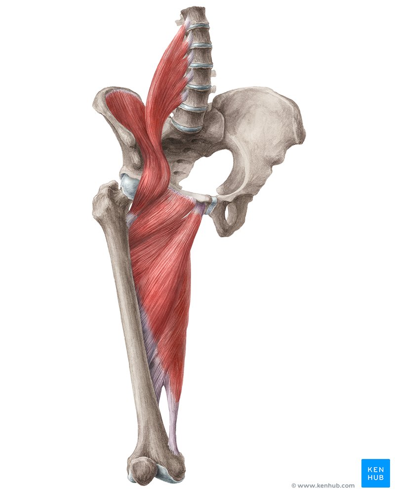 Muscle inside sales thigh near knee