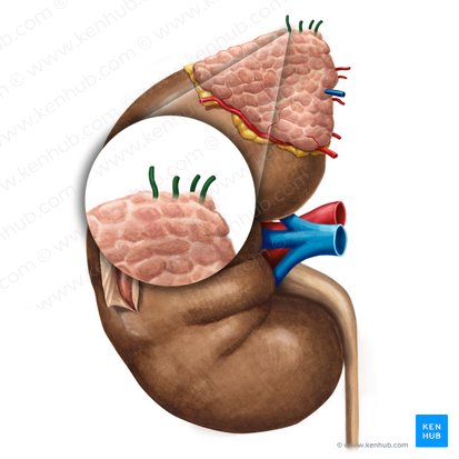 Artérias suprarrenais superiores (Arteriae suprarenales superiores); Imagem: Irina Münstermann