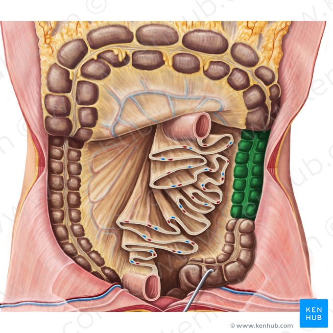 Descending colon (Colon descendens); Image: National Library of Medicine