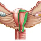 Myometrium