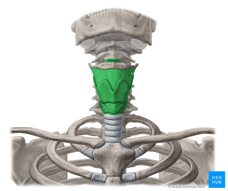 Larynx