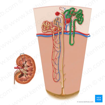 Cortical nephron (Nephronum corticale); Image: Paul Kim