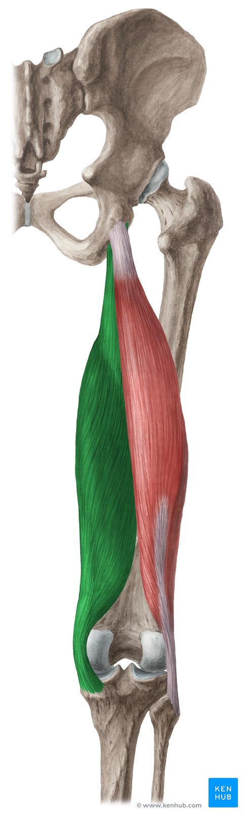 Semimembranosus: Origin, insertion, action, innervation | Kenhub