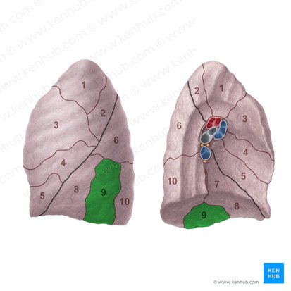 Lateral basal segment of left lung (Segmentum basale laterale pulmonis sinistri); Image: Paul Kim