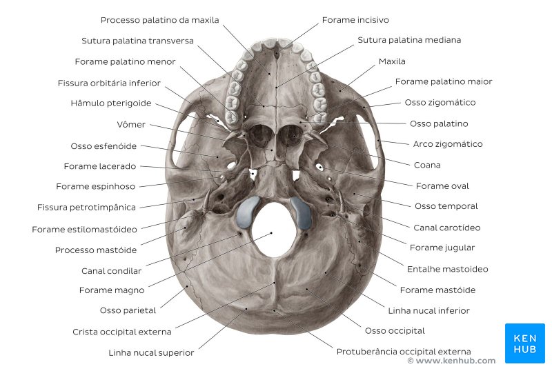 Estruturas do crânio nomeadas - vista inferior