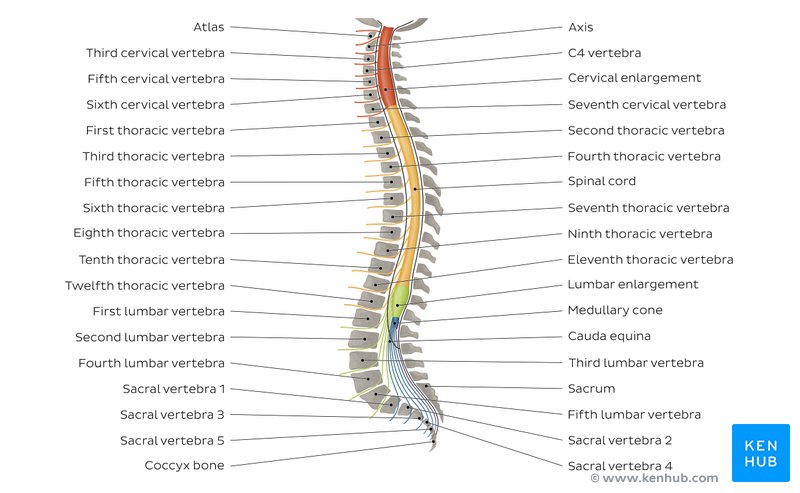 Vertebral Column: Anatomy, vertebrae, joints & ligaments | Kenhub