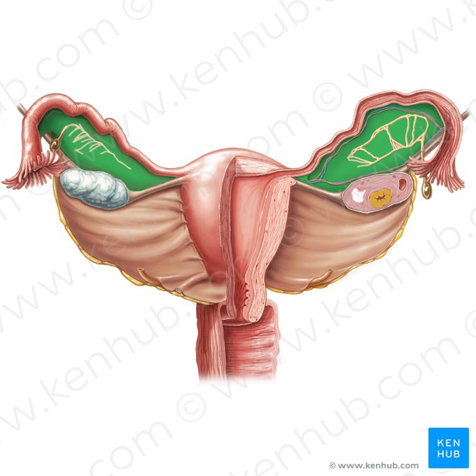 Mesosalpinge (Mesosalpinx); Imagem: Samantha Zimmerman