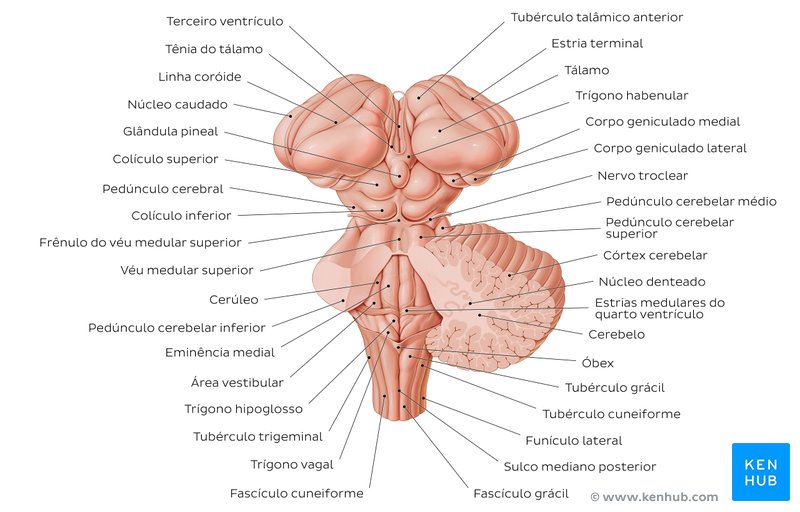 Anatomia do tronco cerebral e estruturas relacionadas - vista posterior