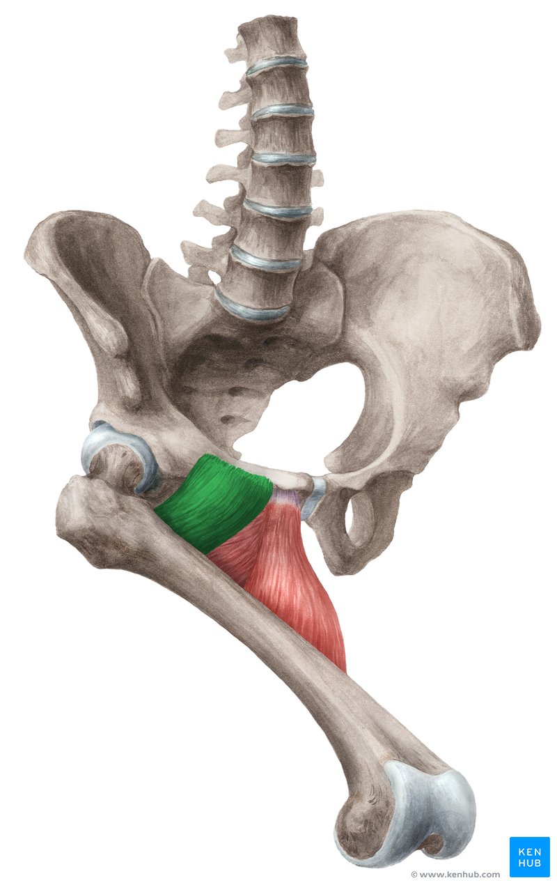 Musculus pectineus Anatomie, Funktion & Klinik Kenhub