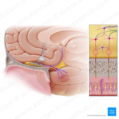Fibras aferentes del bulbo olfatorio (Neurofibrae afferentes tracti olfactorii); Imagen: Paul Kim