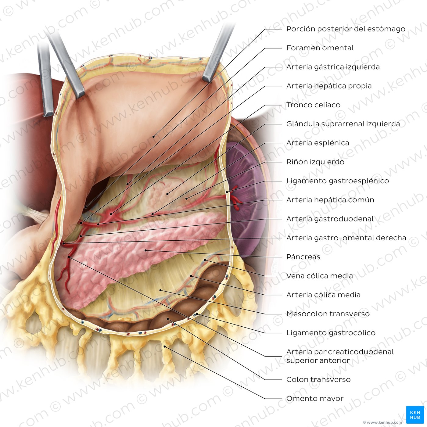 Bolsa omental