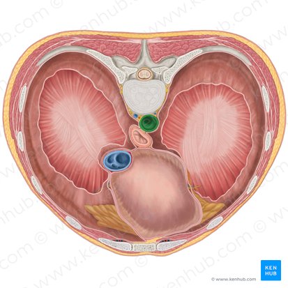 Aorta descendente torácica (Aorta thoracica descendens); Imagem: Brendon Farley