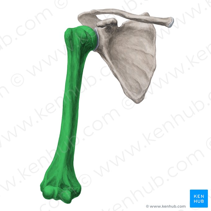 Úmero (Humerus); Imagem: Yousun Koh