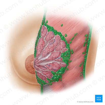 Adipose tissue (Textus adiposus); Image: Samantha Zimmerman