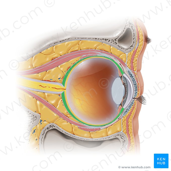 Sclera (Lederhaut); Bild: Paul Kim