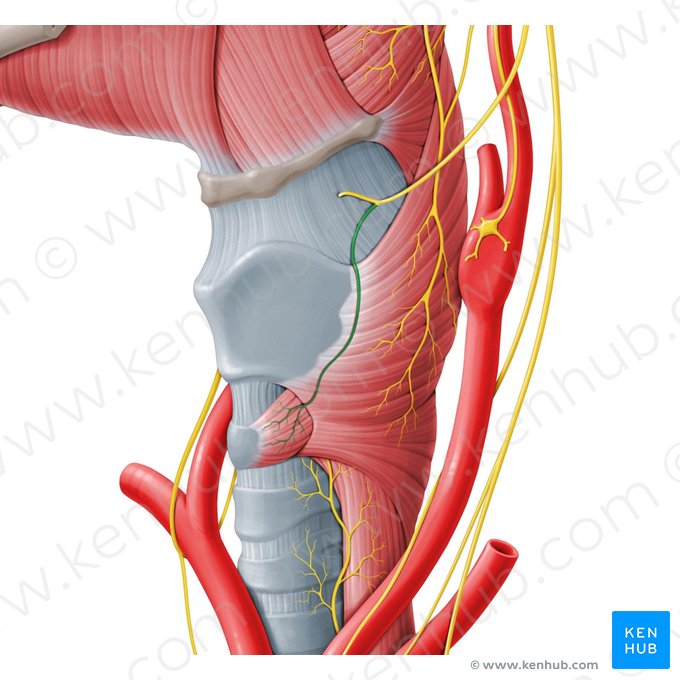 External branch of superior laryngeal nerve (Ramus externus nervi laryngei superioris); Image: Paul Kim