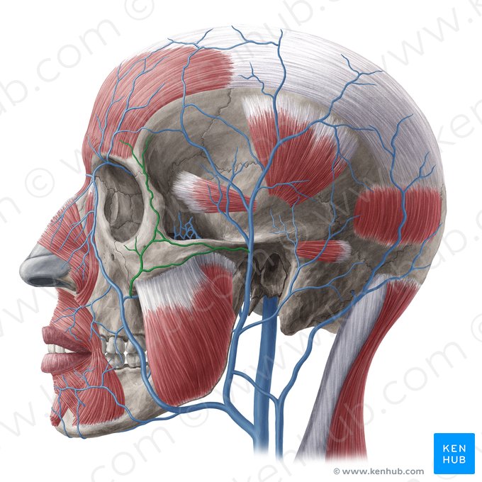 Vena transversa faciei (Quere Gesichtsvene); Bild: Yousun Koh