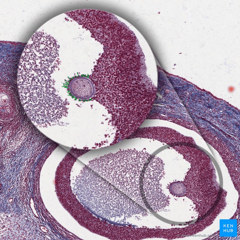 Corona radiata - histological slide