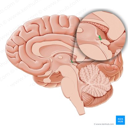 Comissura habenular (Commissura habenularum); Imagem: Paul Kim