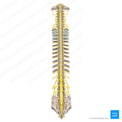 1st-4th intercostal nerves (Nervi intercostales 1-4); Image: Rebecca Betts