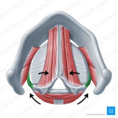 Ação do músculo cricoaritenóideo lateral (Functio musculi cricoarytenoidei lateralis); Imagem: Paul Kim