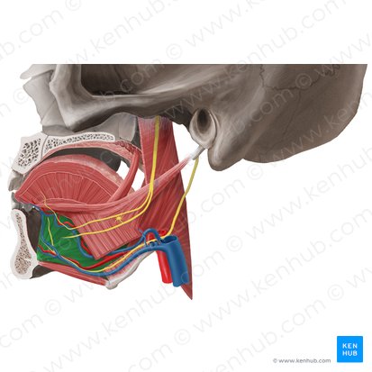 Genioglossus muscle (Musculus genioglossus); Image: Begoña Rodriguez