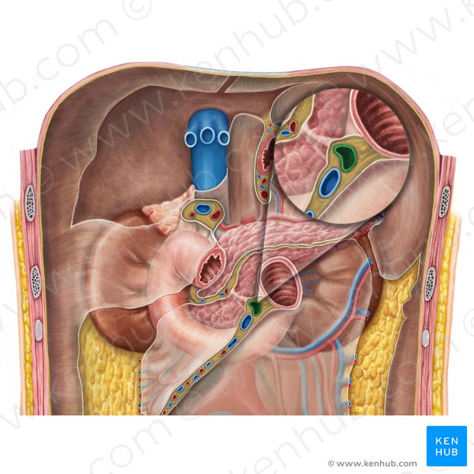 Superior mesenteric artery (Arteria mesenterica superior); Image: Irina Münstermann