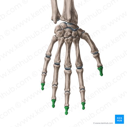Distal phalanx of hand (Phalanx distalis manus); Image: Yousun Koh
