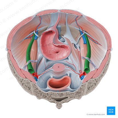 External iliac artery (Arteria iliaca externa); Image: Paul Kim