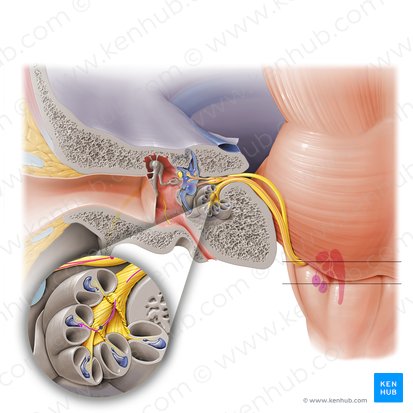 Ganglio coclear (Ganglion cochleare); Imagen: Paul Kim