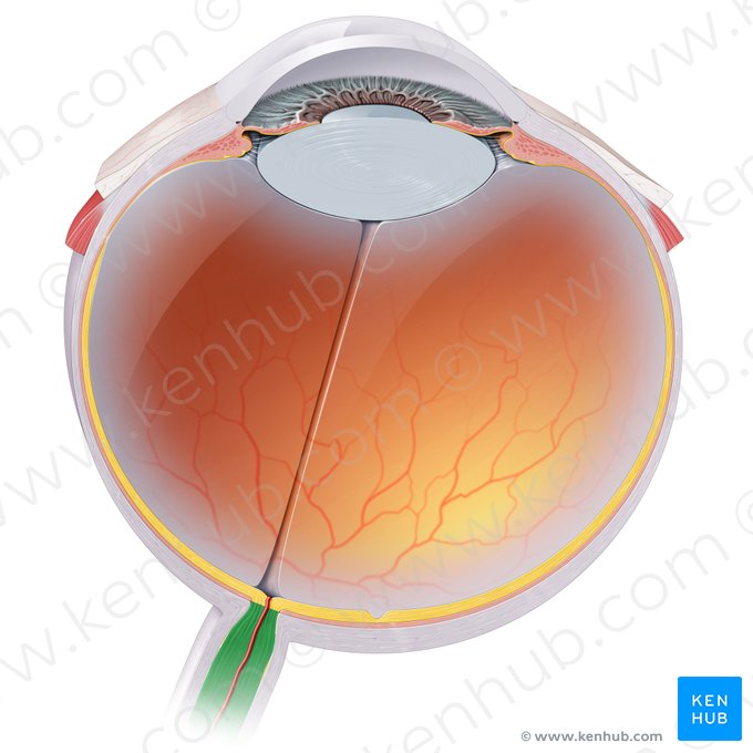 Nervo óptico (Nervus opticus); Imagem: Paul Kim