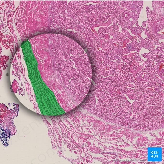 Fascia profunda del pene (Fascia penis); Imagen: 