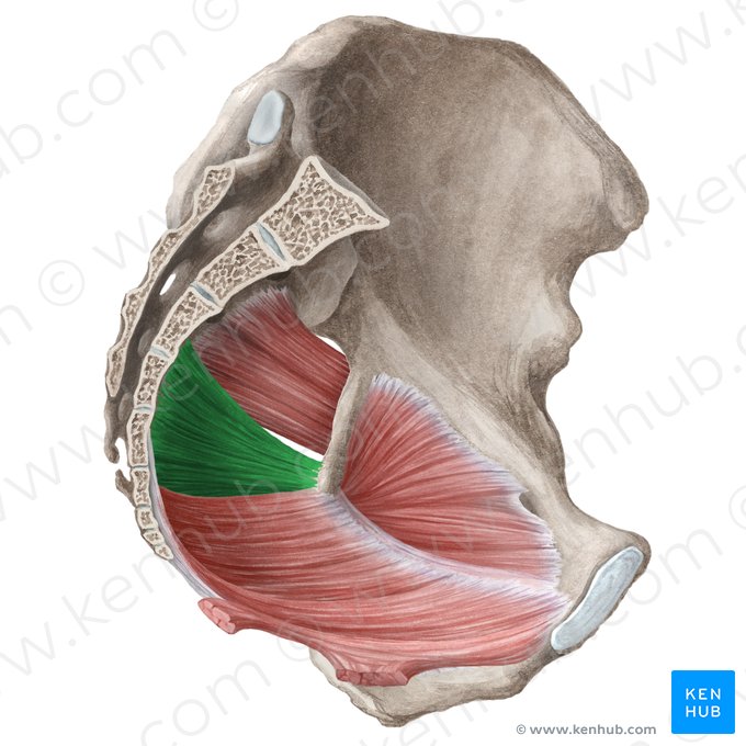 Muscle coccygien (Musculus coccygeus); Image : Liene Znotina